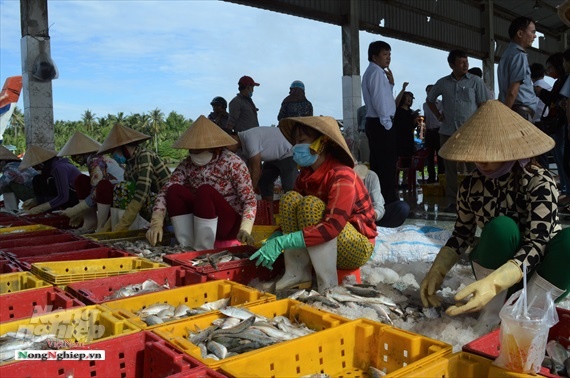 Thu mua thủy hải sản